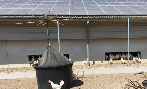 Lợi ích khi sử dụng đèn mặt trời trong công nghiệp chăn nuôi